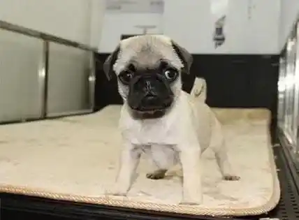 巴哥犬|巴哥犬趴在狗窝里一直发抖是为什么