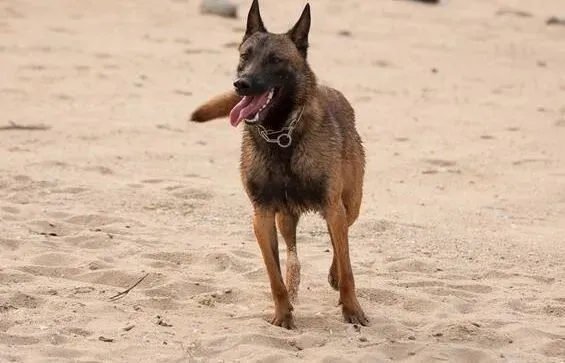 马犬|给马犬挑选狗狗饲料的原则和注意事项