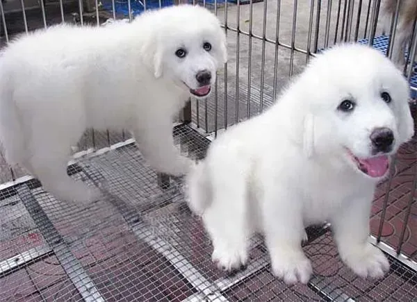 大白熊犬|如何给大白熊犬安排好美味而营养的爱心早餐
