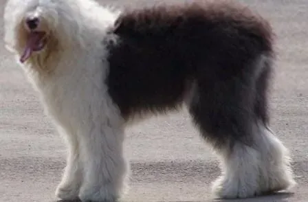 古代牧羊犬|古代牧羊犬寄养期间应特别注意的三个问题