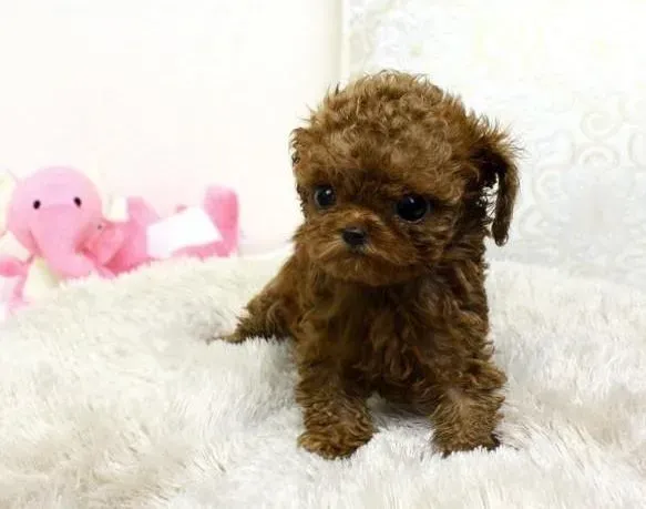 茶杯犬|茶杯犬眼睛周围严重掉毛是怎么回事