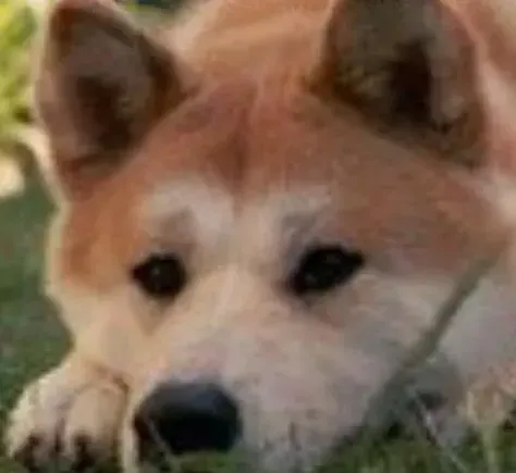 秋田犬|如何处理初进家门的秋田犬不吃饭问题