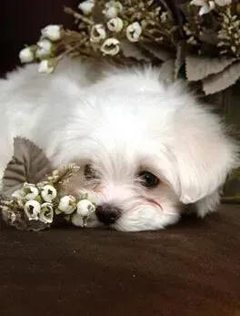 比熊犬|好主人影响狗狗的一生 如何教育比熊犬幼犬