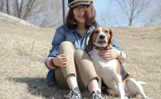 比格犬|如何训练比格犬拒食非主人给的食物