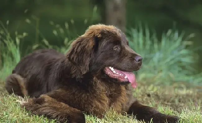 巨型纽芬兰犬吃什么 纽芬兰犬的喂食要点 | 纽芬兰犬