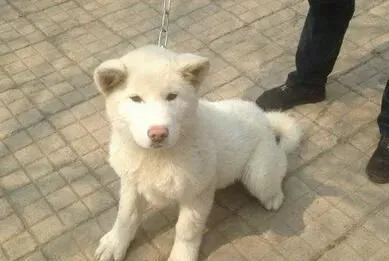 白色秋田犬多久毛才长长 毛发健康因素有很多 | 秋田犬