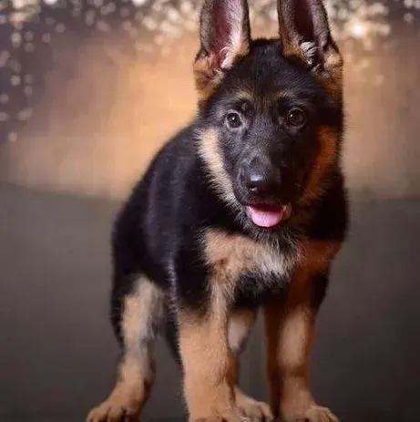 德国牧羊犬|德国牧羊犬的饮食美毛法则