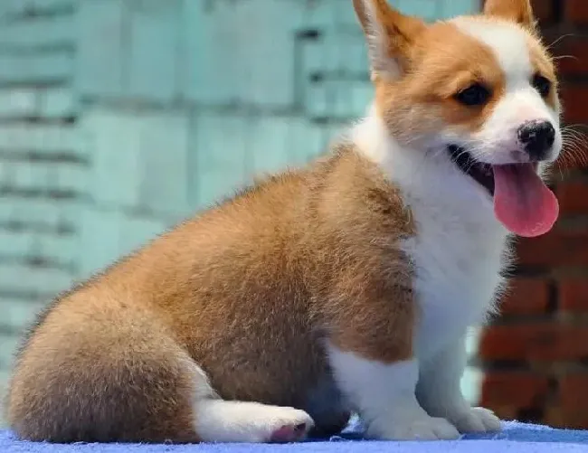柯基犬|柯基犬最近总喜欢啃墙吃石子是缺少微量元素了吧