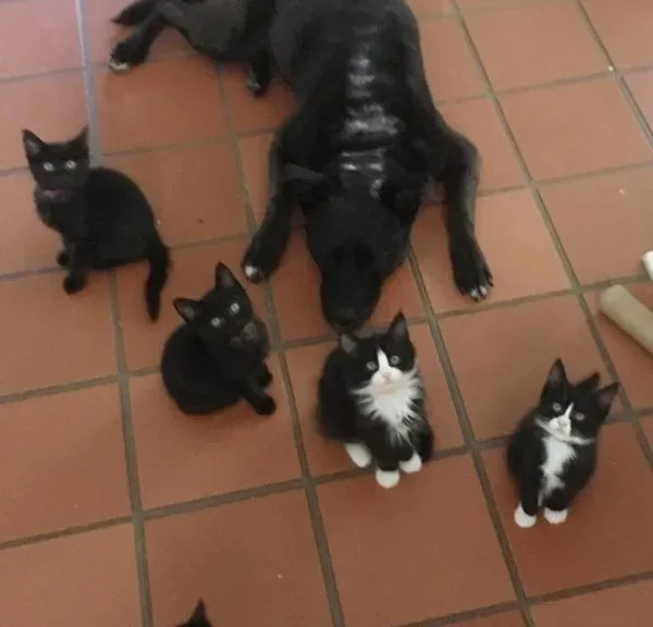 狗妈妈因为猫朋友 开启了爱猫生涯 | 狗