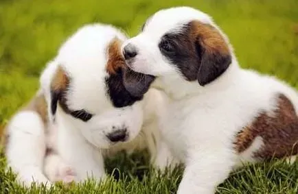 圣伯纳犬|怎么才能训练你的圣伯纳犬变得敏捷灵巧