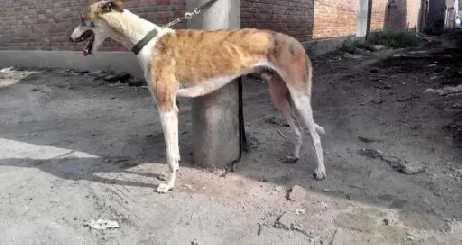 格力犬|格力犬出现腹泻呕吐的情况怎么办