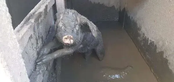 纽约乡间地狱农场虐待动物 小猪被动保组织解救出 | 猪