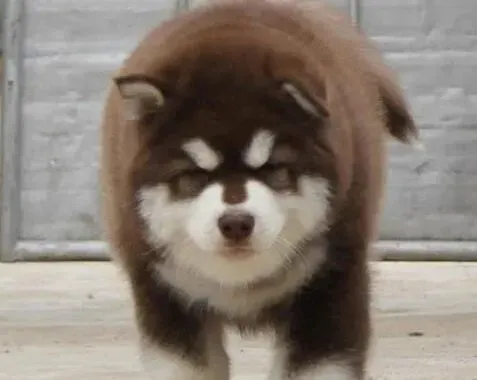 阿拉斯加犬|怎样为阿拉斯加雪橇犬的运动搭建平台