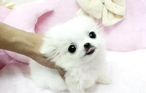 小型宠物有哪些 吉娃娃就是其比较热门
