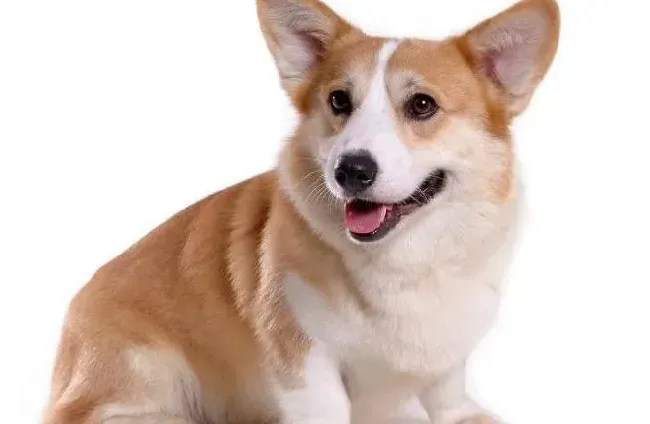 柯基犬|善待爱宠 怎样避免柯基犬患上分离焦虑症