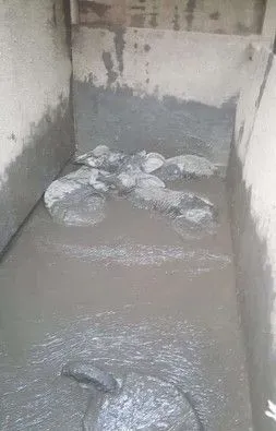 纽约乡间地狱农场虐待动物 小猪被动保组织解救出 | 猪