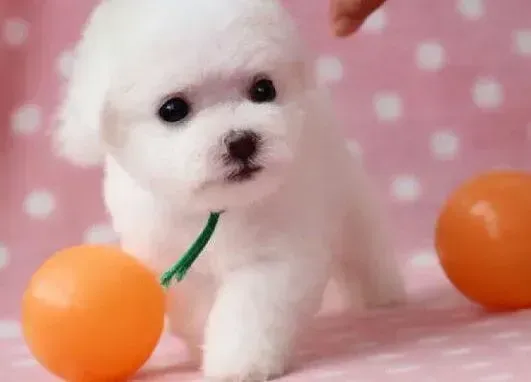 比熊犬|如何保存比熊犬的拆封的袋装狗粮