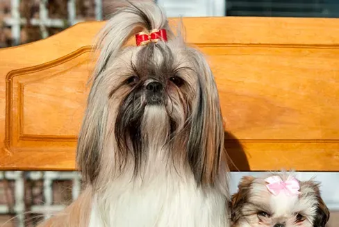 西施犬害怕打人 是一种古老的玩赏犬 | 西施犬