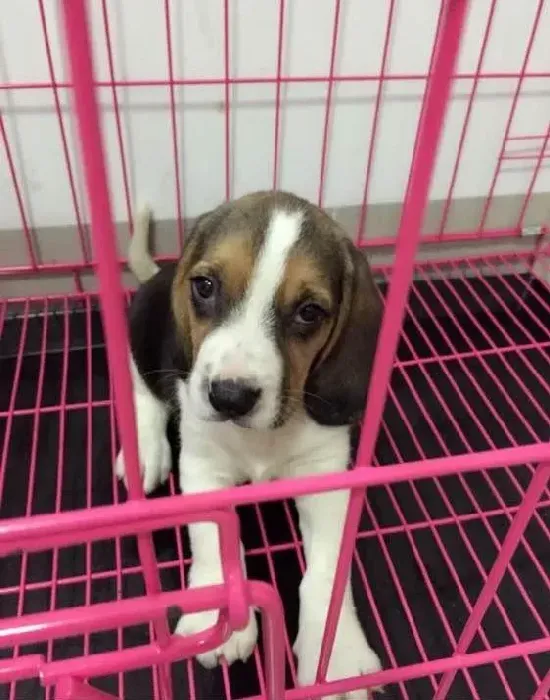 比格犬|求推荐 四个月的比格犬吃什么钙片好