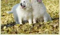 大白熊犬|三个月的大白熊犬耳朵和腿上都抓红了是什么问题