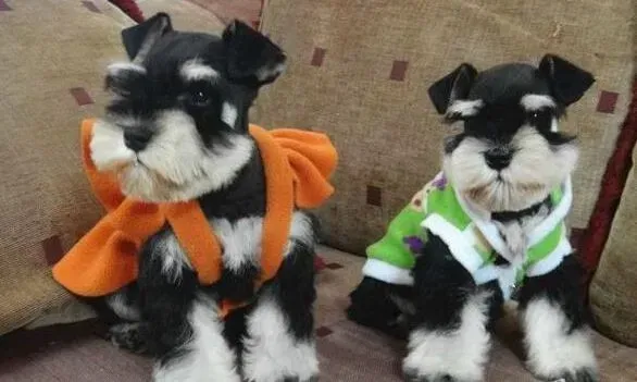 雪纳瑞|我们家雪纳瑞超级不喜欢晒太阳怎么办