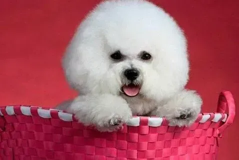 比熊犬|美丽变身不容易 比熊犬美容前需做哪些检查