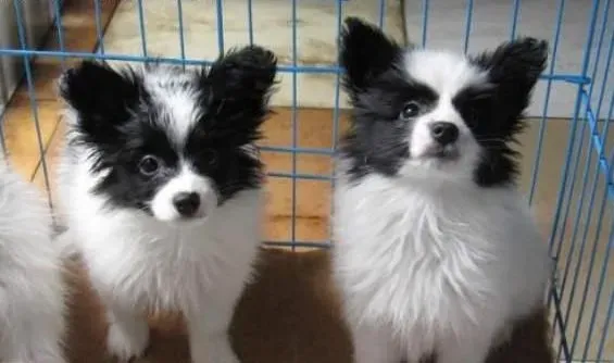 蝴蝶犬|蝴蝶犬的训练技巧有哪些是主人们应该注意到的