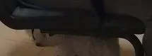 千万别小看毛孩子的魔力！说不养猫的爸爸成忠实猫奴