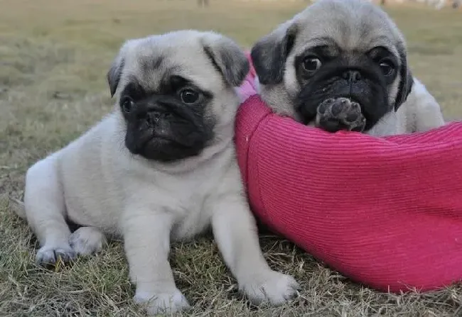 巴哥犬|怎么做才能使巴哥犬的身体保持健康呢