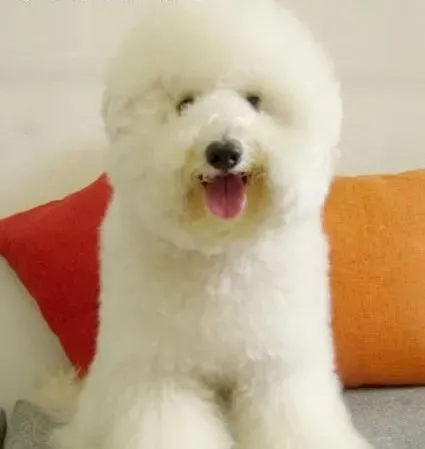 比熊犬|饲养比熊犬时怎样做好狗毛的清洁工作
