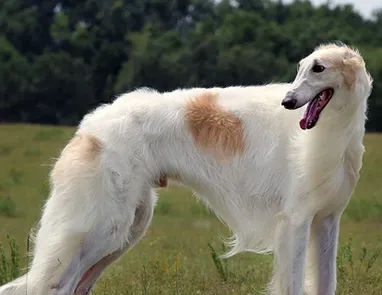 苏俄猎狼犬怎么训练 训练需要耐心 | 苏俄猎狼犬