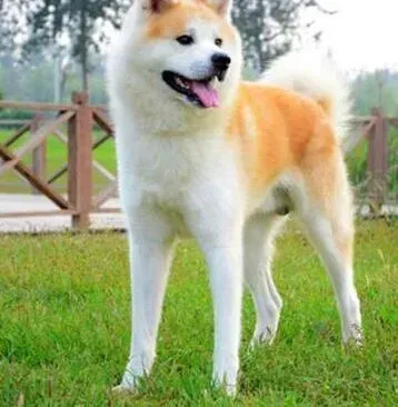 秋田犬|秋田犬打完最后一针疫苗三天了可以洗澡吗