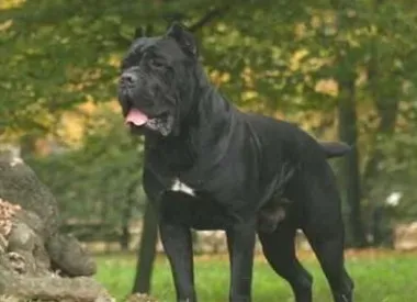 卡斯罗犬的日常护理 应定期清理耳朵 | 卡斯罗犬