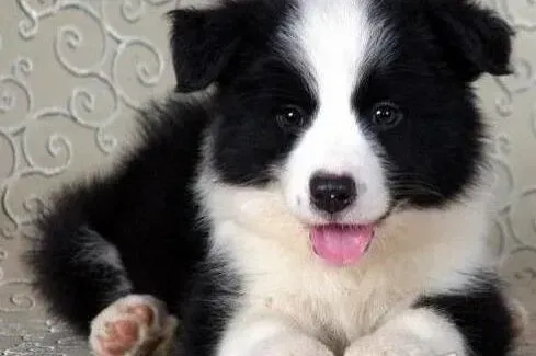 边境牧羊犬|边境牧羊犬睁不开眼睛倒睫怎么治疗
