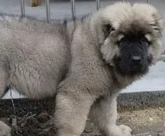 高加索犬|在秋季饲养高加索犬时主人要做好哪些工作