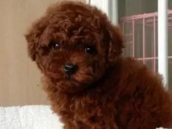 贵宾犬|如何知道自己的贵宾犬是否过于肥胖