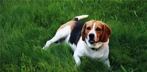 比格犬怎么训练不护食 首先要经常放手上喂食 | 比格犬