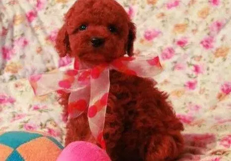 泰迪犬|泰迪犬为什么会突然间流鼻血