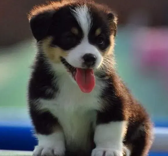 柯基犬|文明进食 训练柯基犬"不要弄倒"食盆