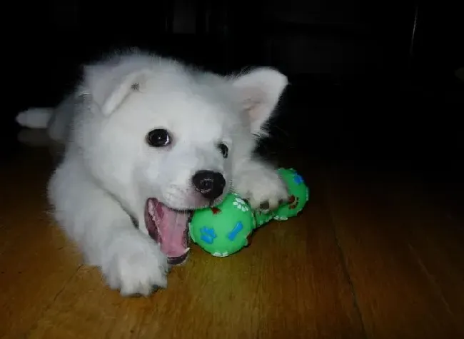 银狐犬|我家银狐犬已经绝食4天了怎么办