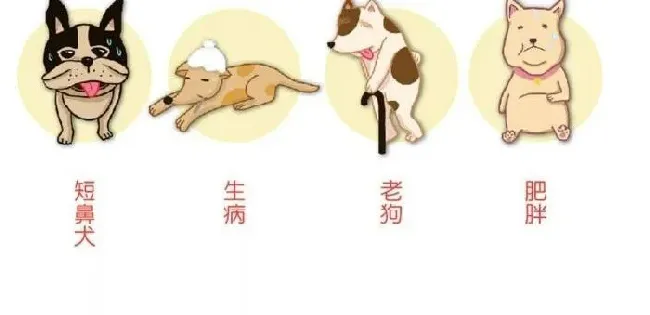 其他狗狗|狗爸妈注意！宠物狗狗中暑的6大跡象