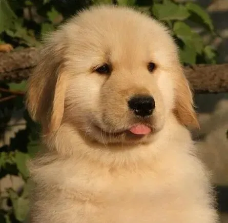 金毛|金毛犬有倒睫毛的病史要及早去手术