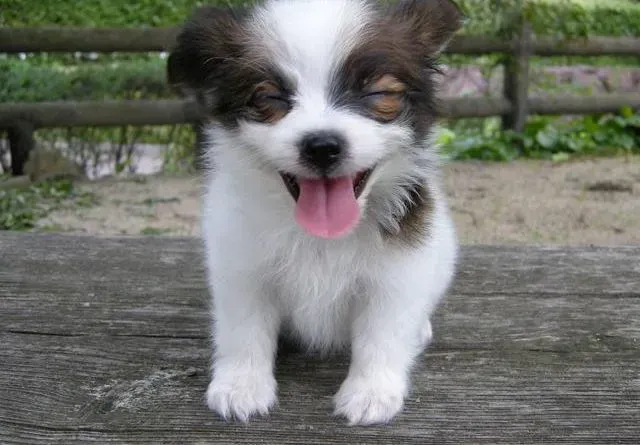蝴蝶犬|蝴蝶犬生病痊愈后多久可以注射疫苗呢