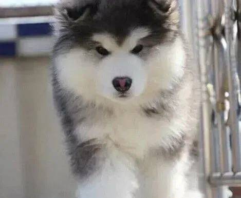 阿拉斯加犬|怎样正确的挽救中毒中的阿拉斯加雪橇犬