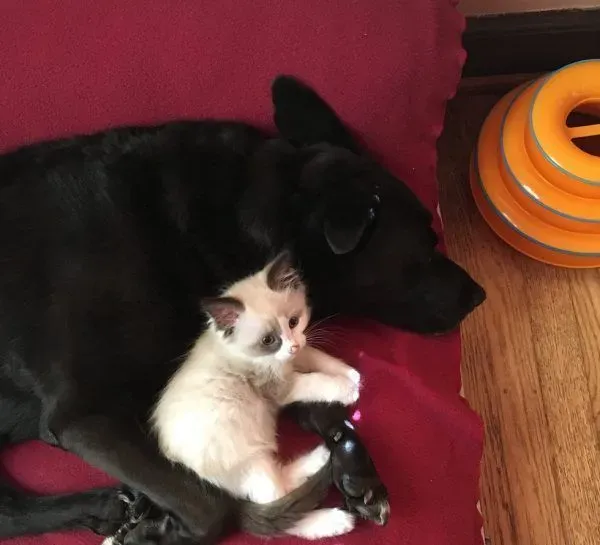 狗妈妈因为猫朋友 开启了爱猫生涯 | 狗