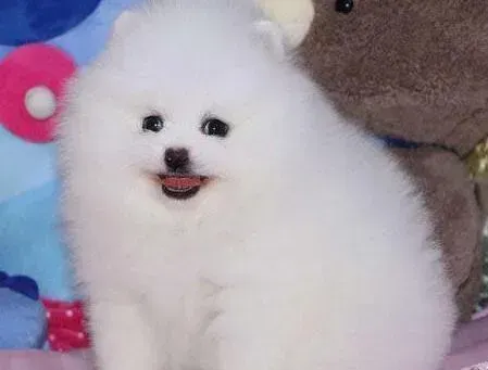 博美犬|五个月的博美犬可以直接吃生骨头吗