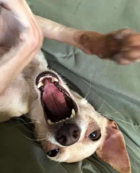 过去对小型犬嗤之以鼻 如今竟成专门救援吉娃娃的暖男! | 狗