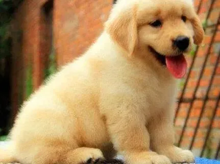 金毛|金毛犬总是流眼泪是怎么回事