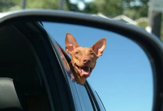 法老王猎犬有嗅觉吗 法老王猎犬是有嗅觉的 | 法老王猎犬