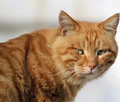 猫能吃芝士蛋糕吗 最好是不要喂食 | 猫